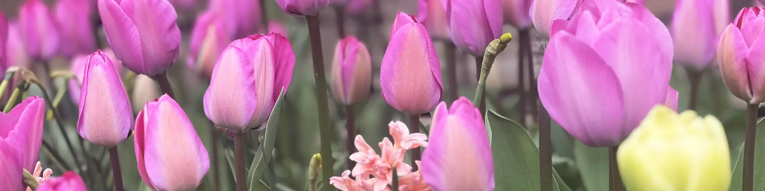 Pink tulips in garden
