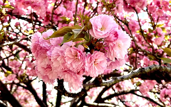 Cherry blossoms closeup