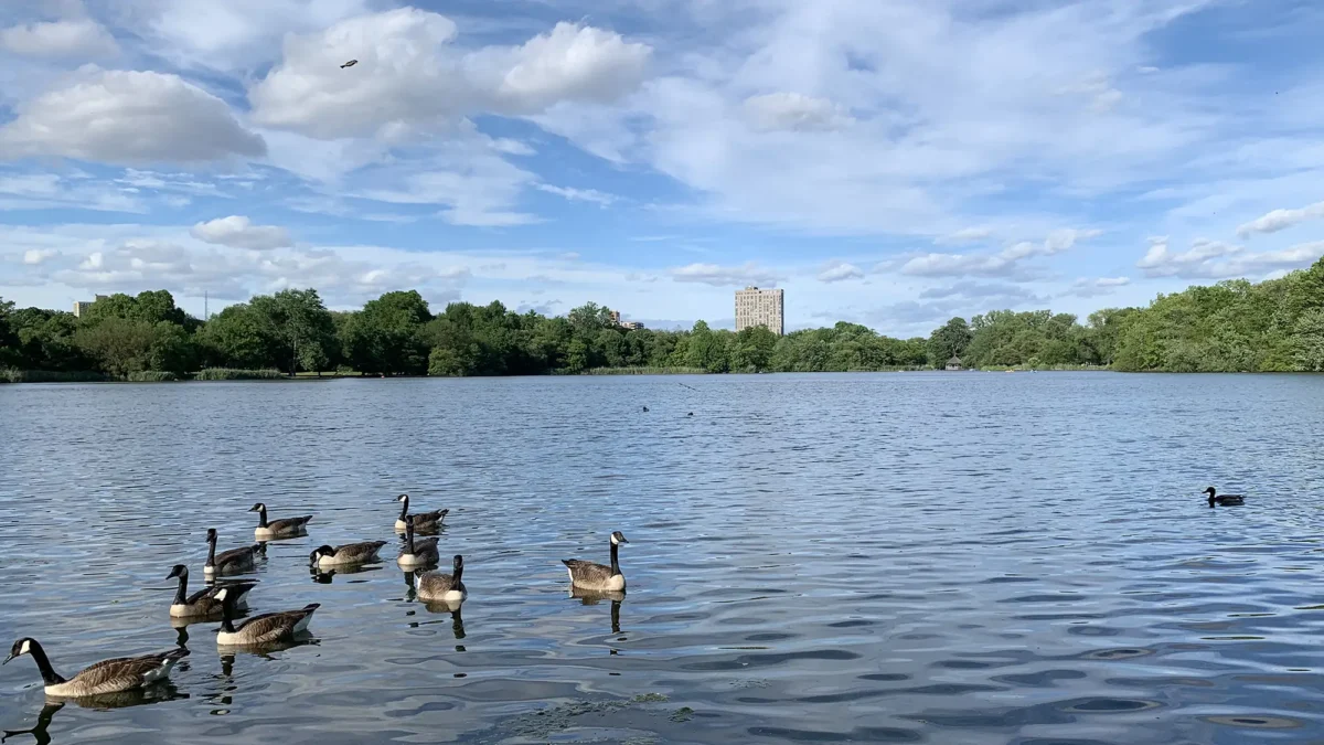 Prospect Park duck pond