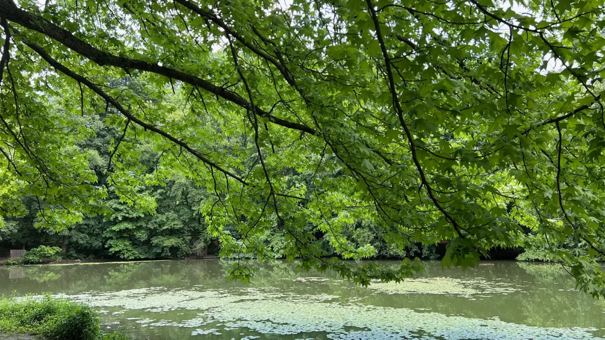 Prospect Park green trees