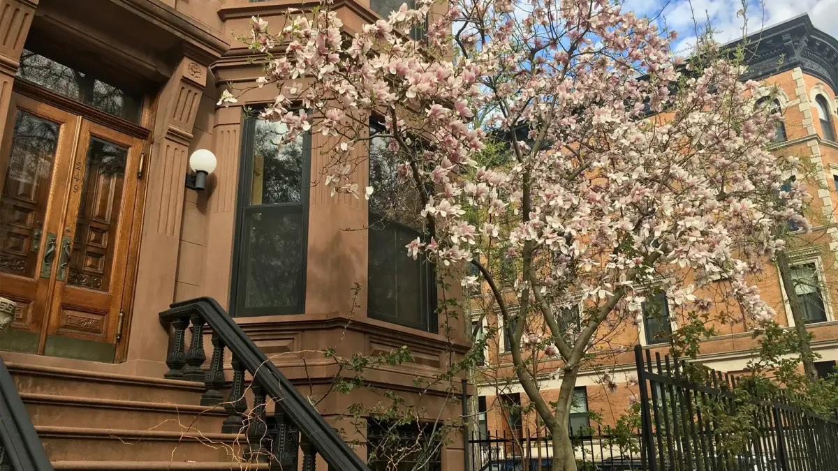 Brownstone stoop exterior with spring tree in front