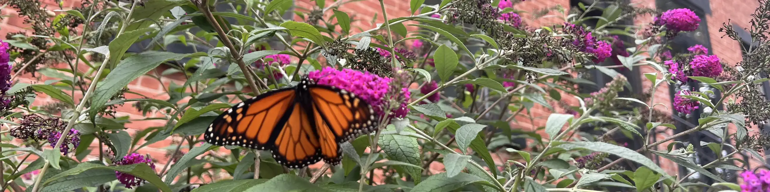 Closeup of butterfly on plant with brick building background