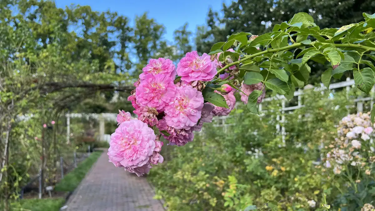 Pink flowers in foreground and Brooklyn Botanic Garden pathway background