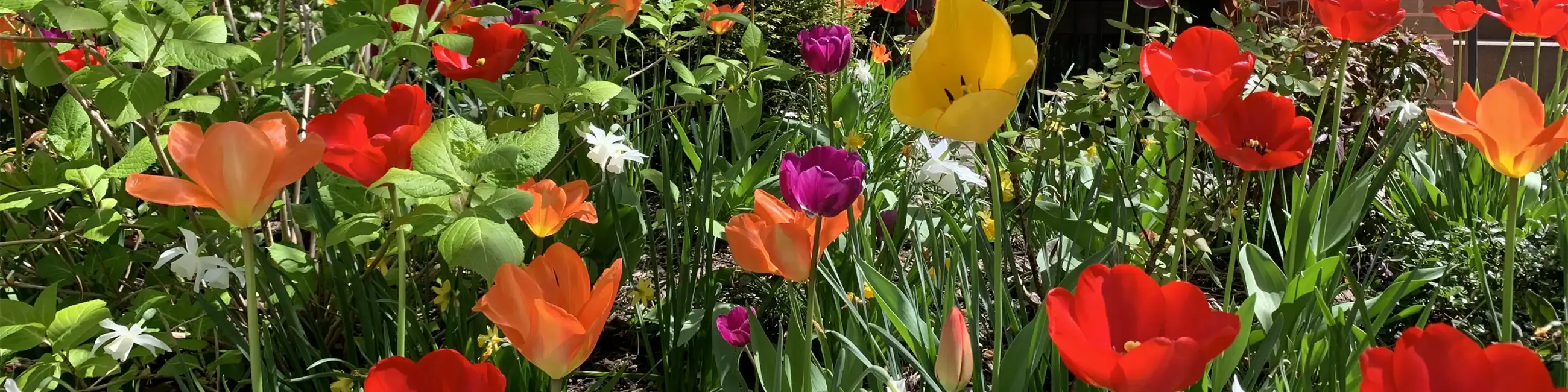 Multicolored tulips
